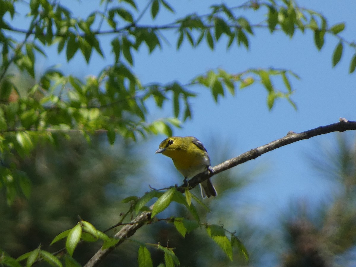 Sarı Gerdanlı Vireo - ML617292042