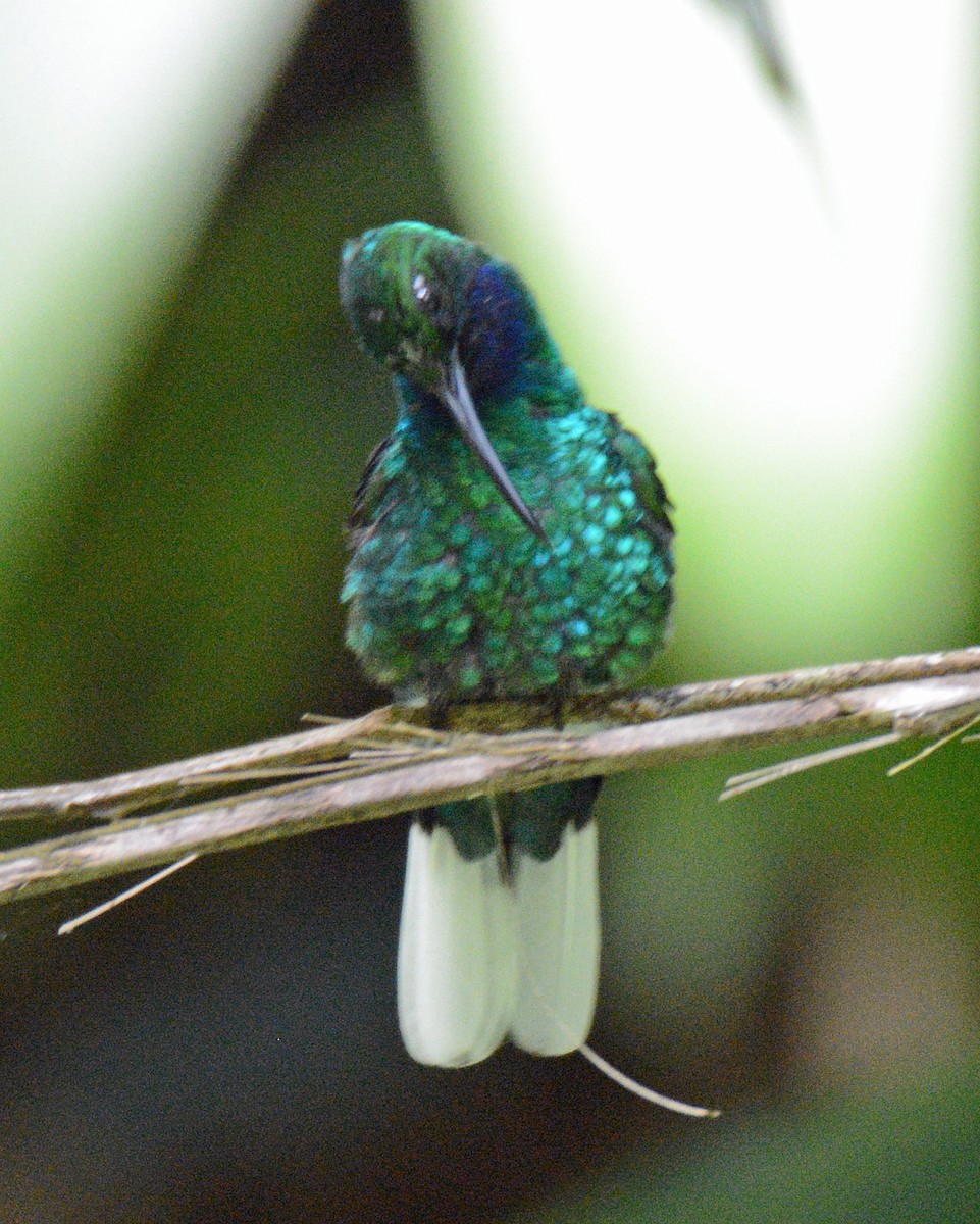 White-tailed Sabrewing - ML617292058