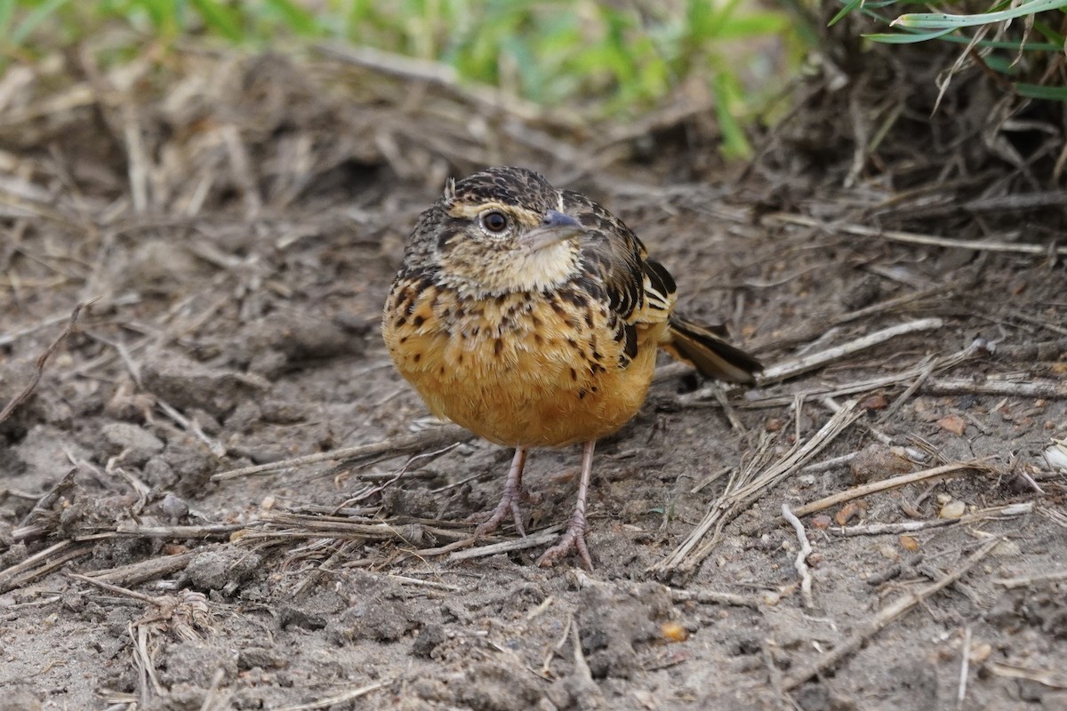 Flappet Lark - Greg Hertler