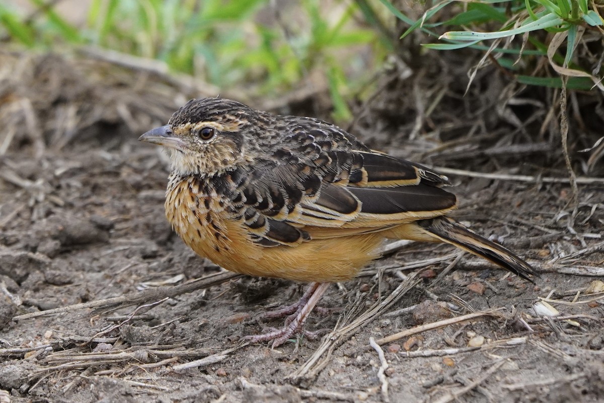 Flappet Lark - ML617292072