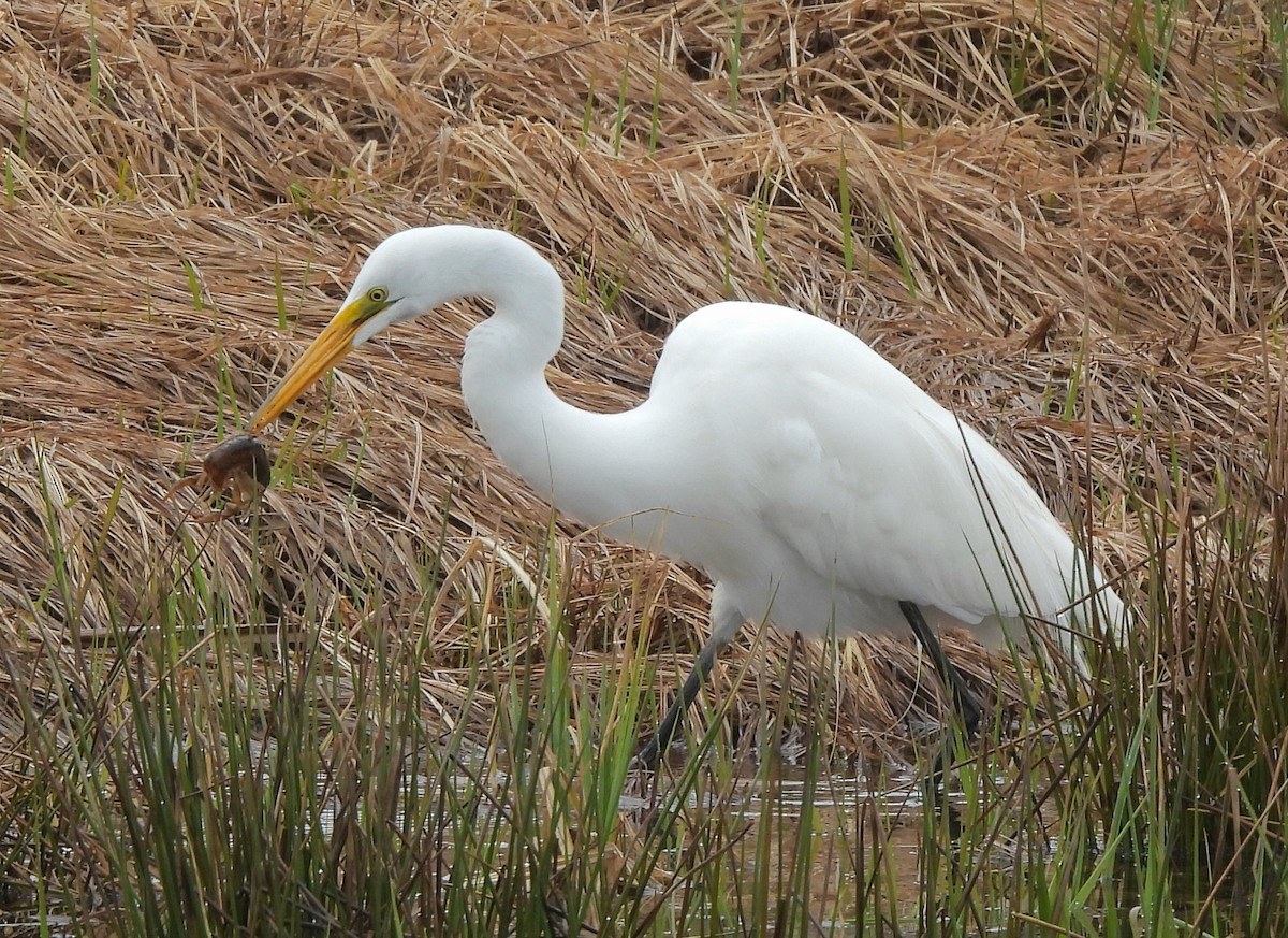 Great Egret - ML617292078