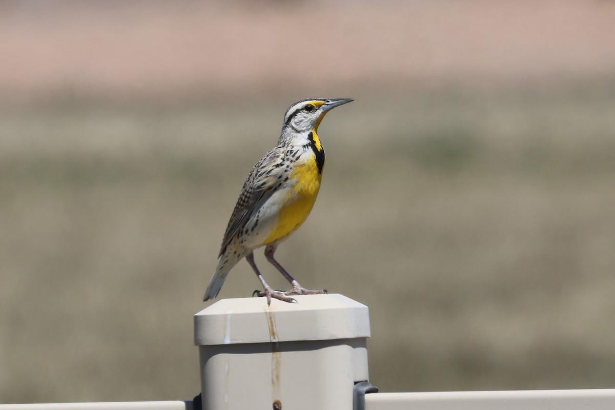 Chihuahuan Meadowlark - David Nelson