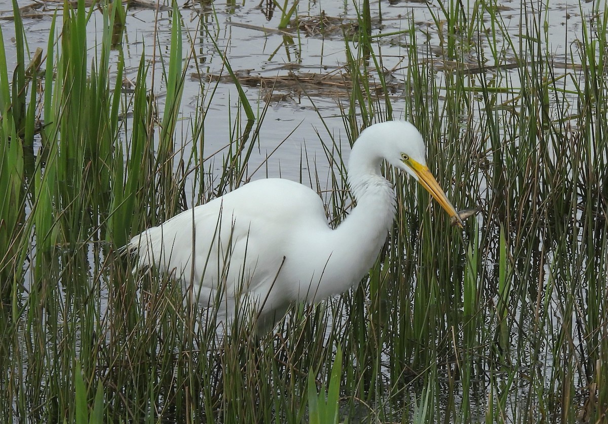 Great Egret - J. Kyron Hanson