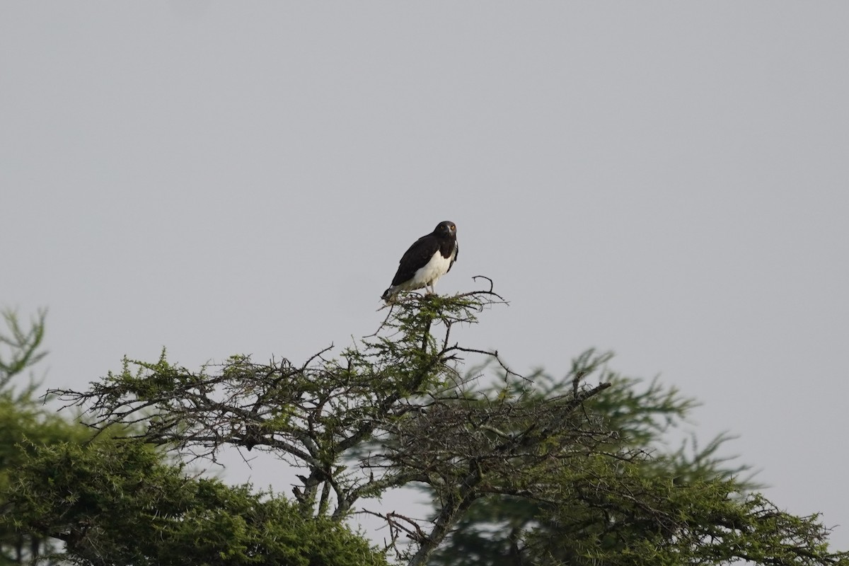 Black-chested Snake-Eagle - Greg Hertler