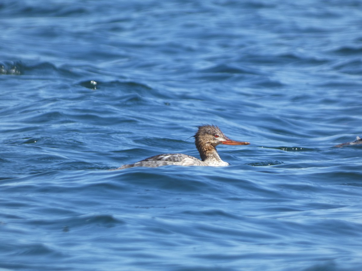 Red-breasted Merganser - ML617292187