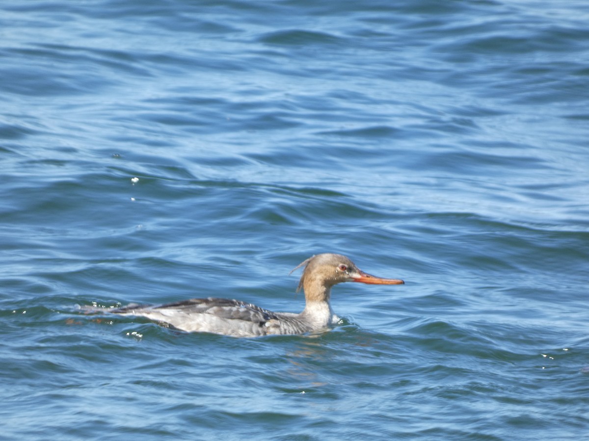 Red-breasted Merganser - ML617292257