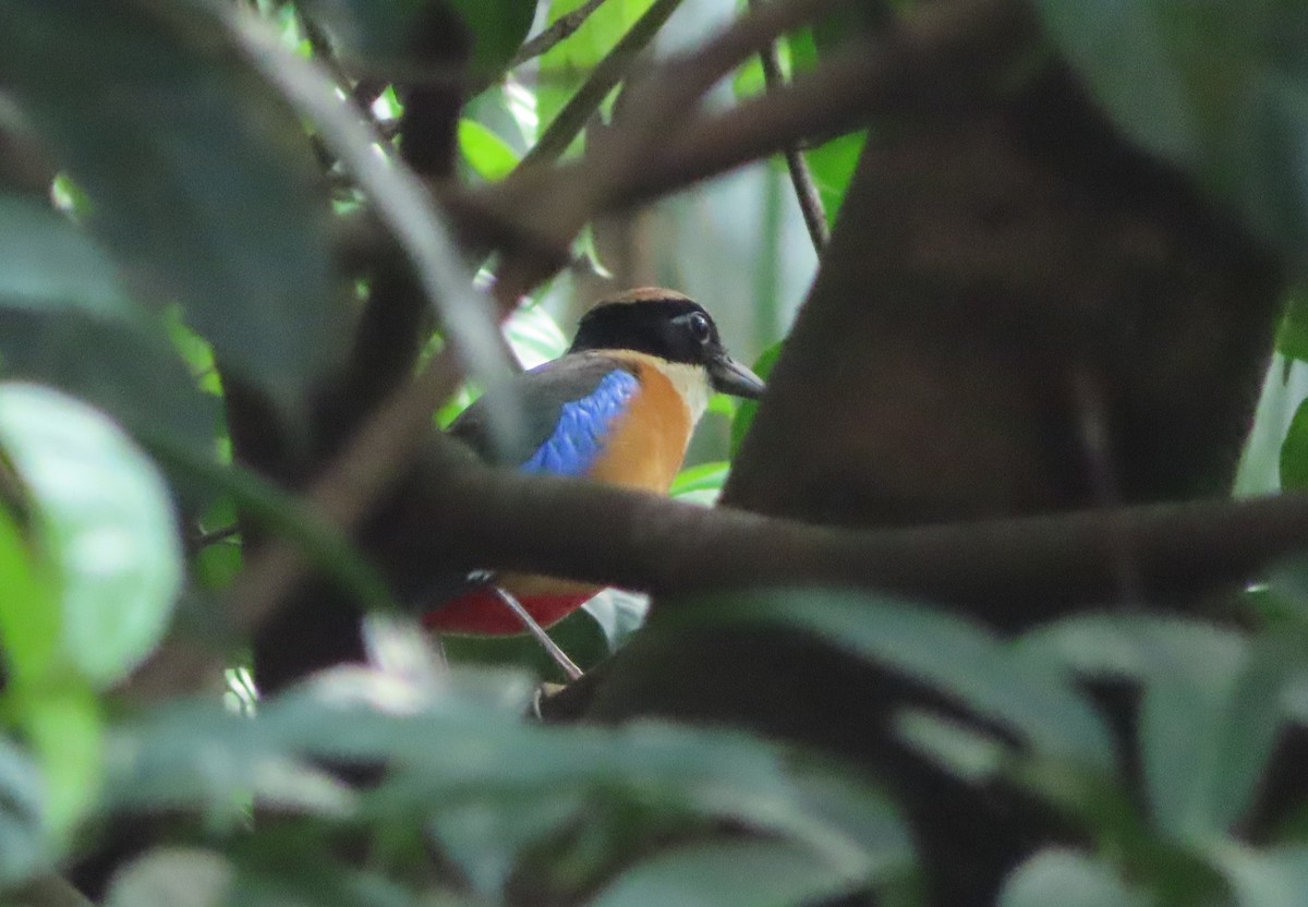 Blue-winged Pitta - ML617292435