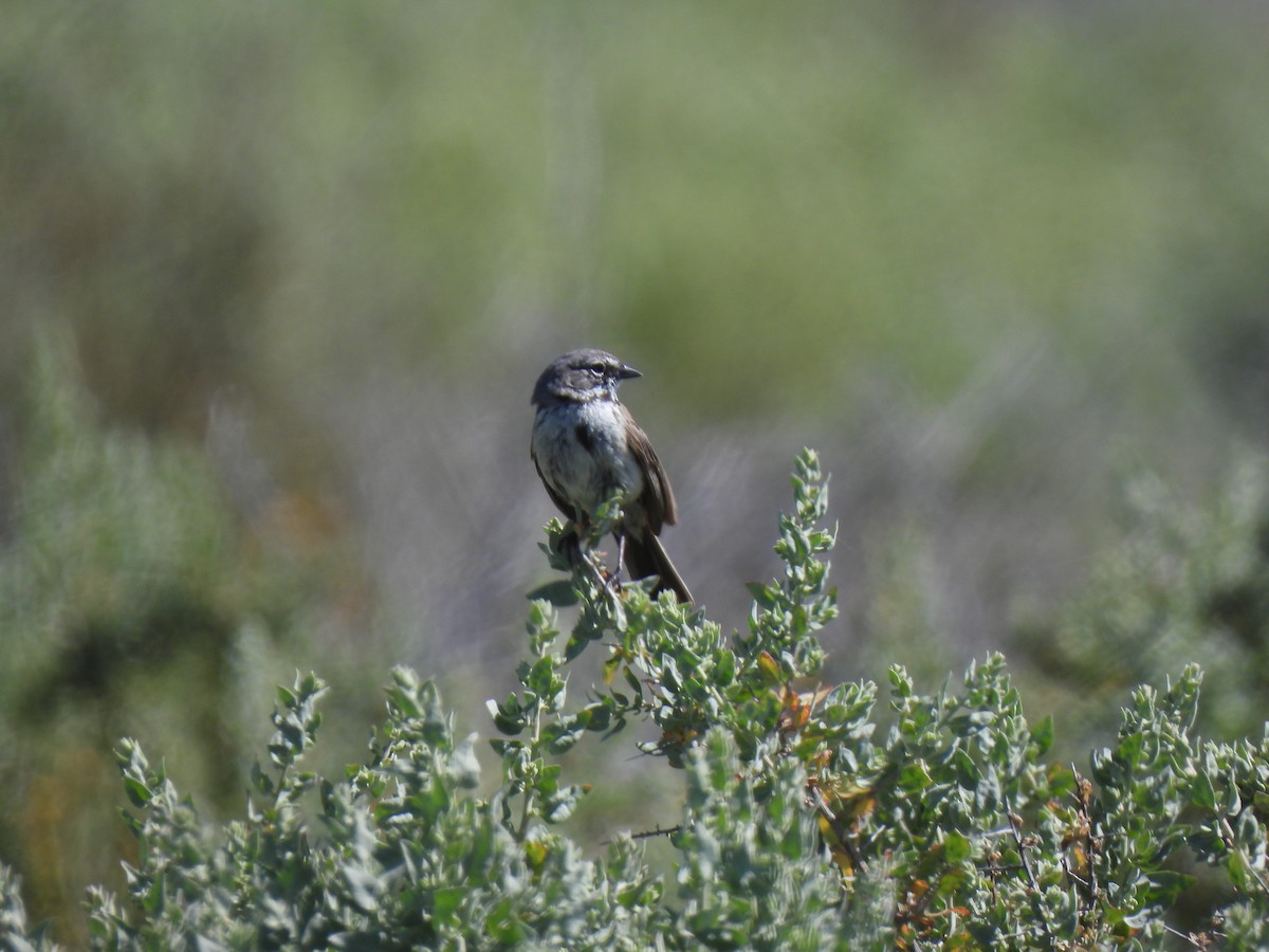 Bell's Sparrow - ML617292465