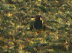 Red-wattled Lapwing - ML617292466