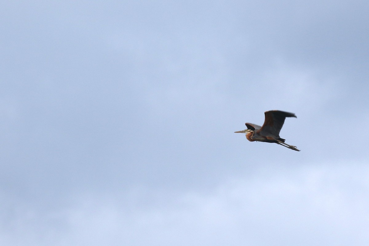 Purple Heron - Yousif Attia