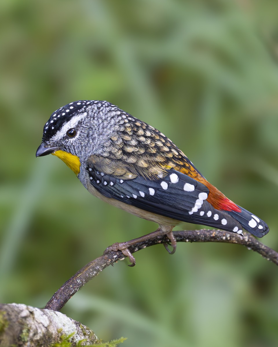 Spotted Pardalote - Peter Sternes