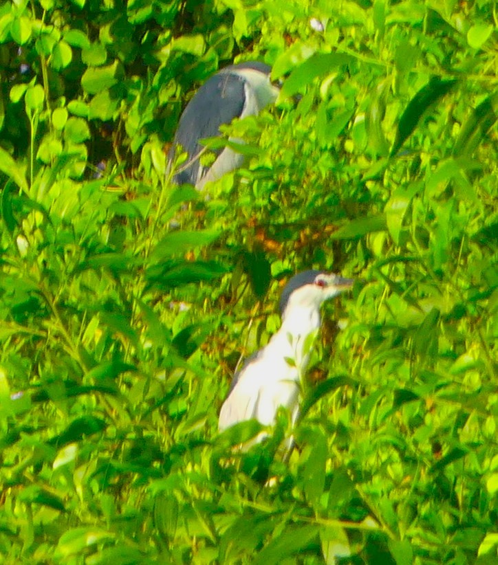 Black-crowned Night Heron - ML617292498