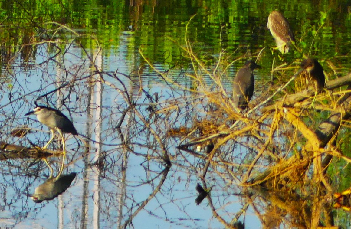 Black-crowned Night Heron - ML617292501