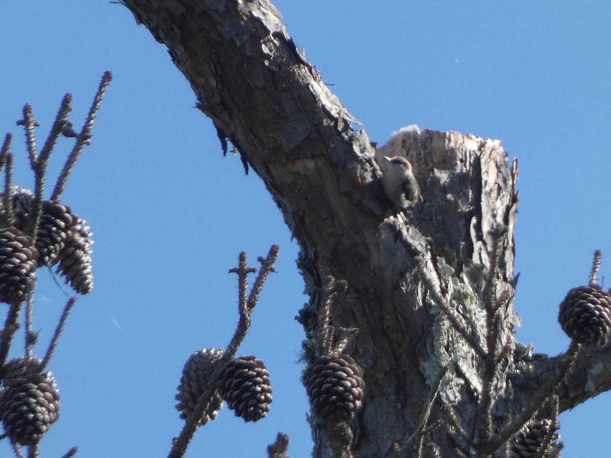 Brown-headed Nuthatch - ML617292502