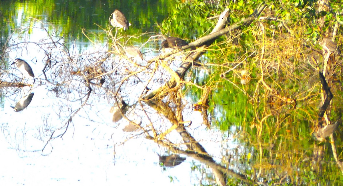 Black-crowned Night Heron - ML617292522