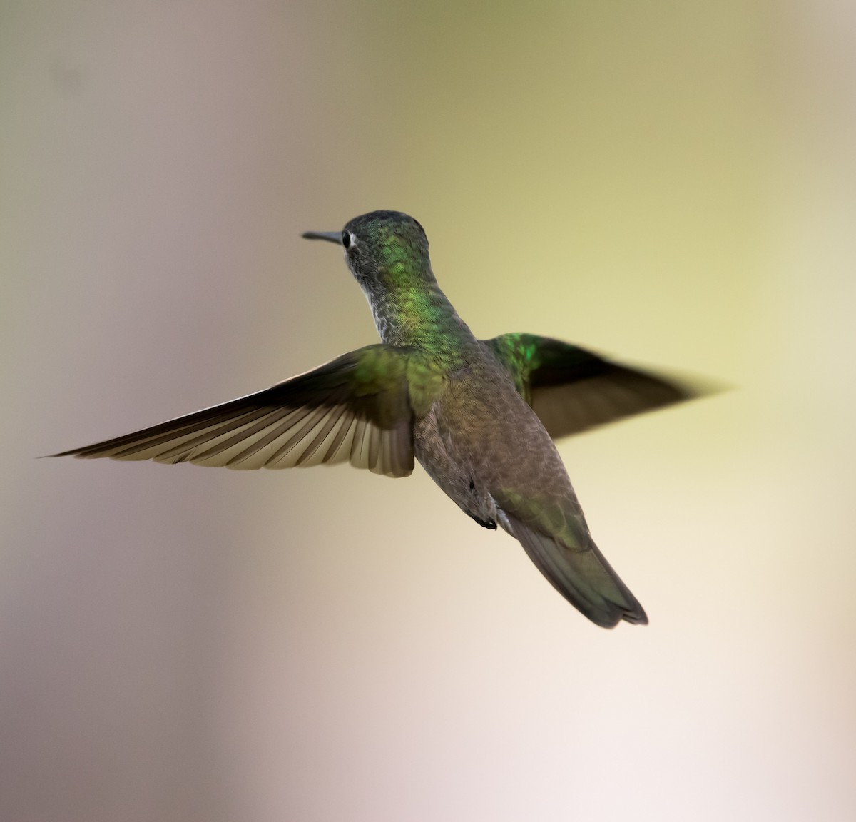 Azure-crowned Hummingbird - ML617292524
