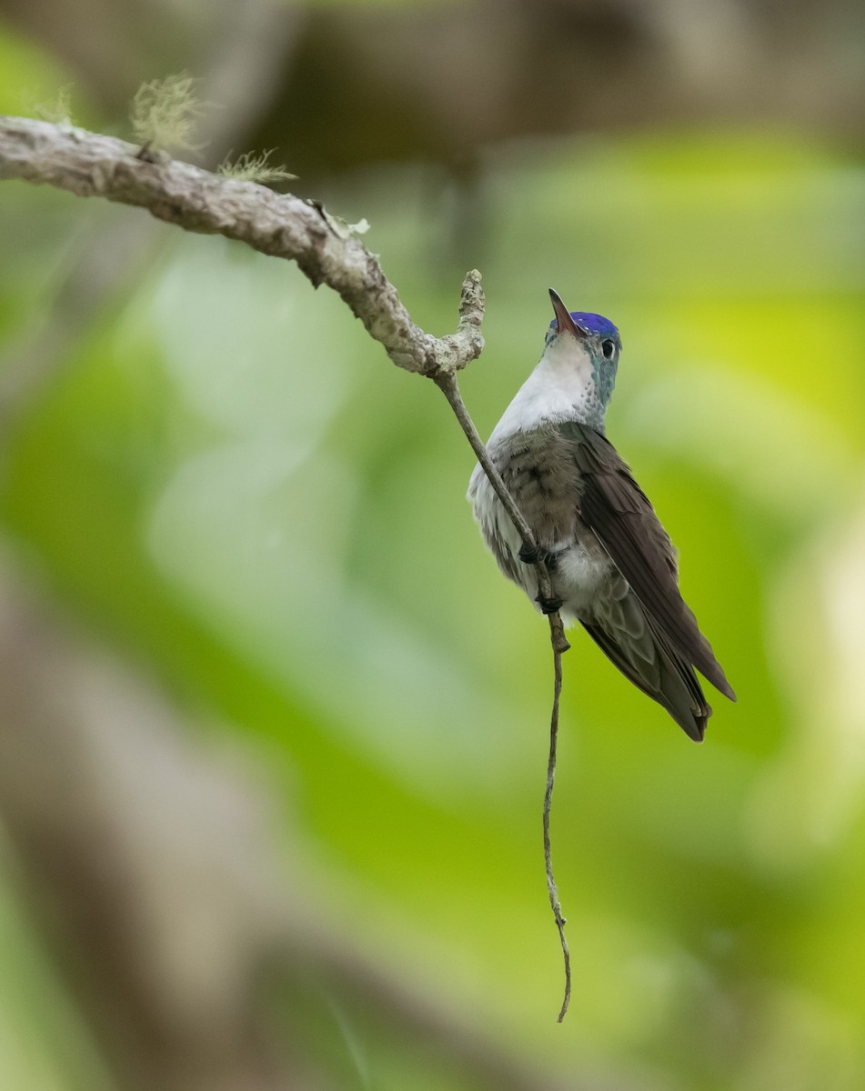 Azure-crowned Hummingbird - ML617292525