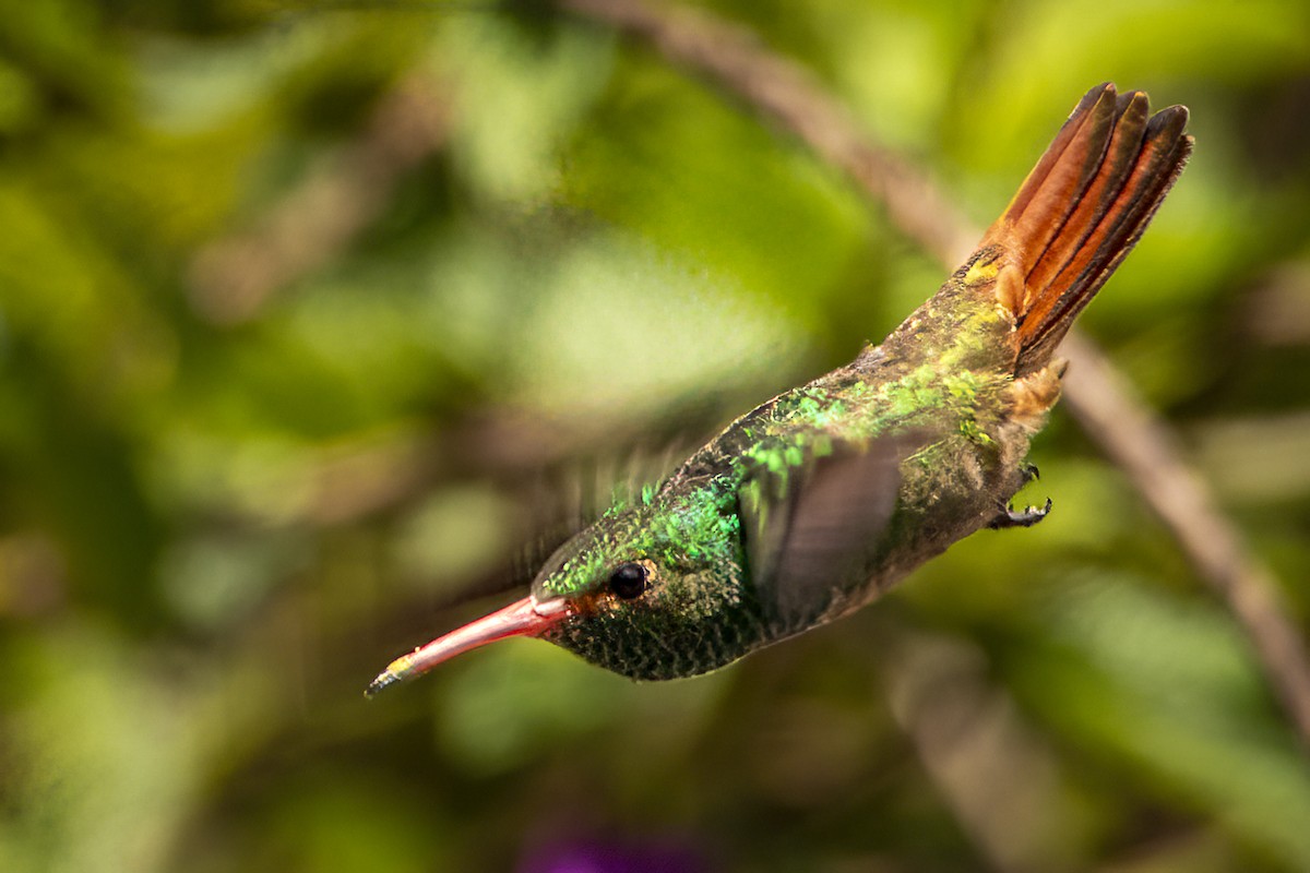 Rufous-tailed Hummingbird - ML617292527