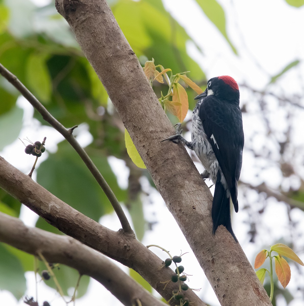 Acorn Woodpecker - ML617292529