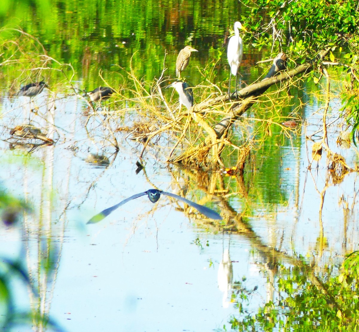 Great Egret - Yeo Yee Ling