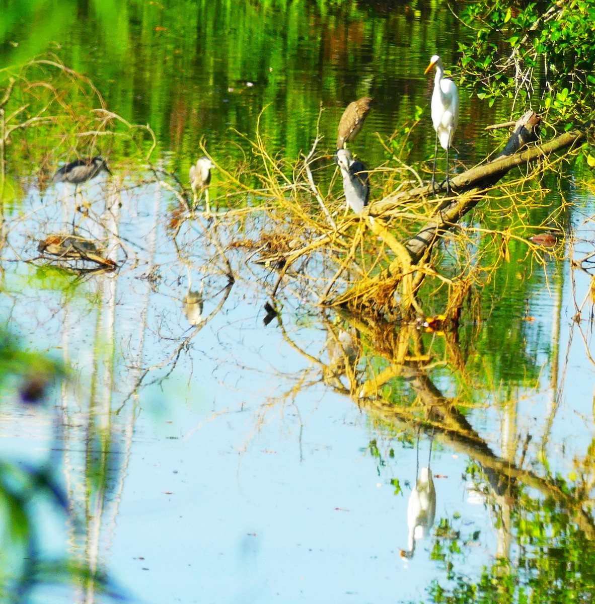 Great Egret - ML617292543