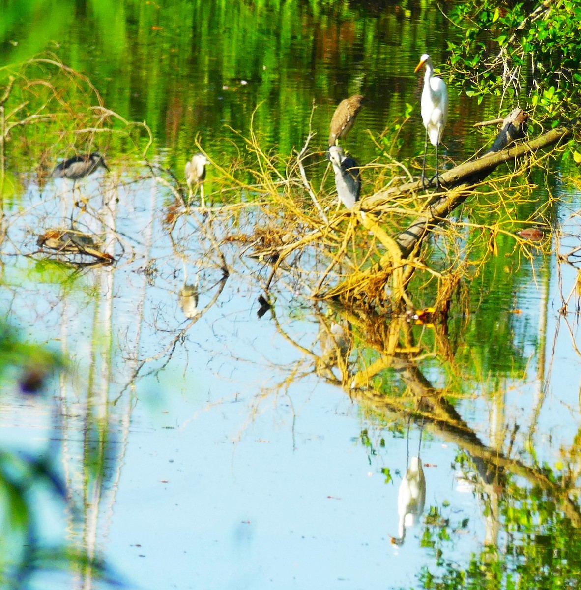 Great Egret - ML617292543