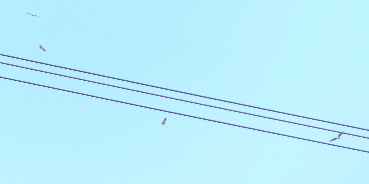 Brahminy Kite - ML617292551