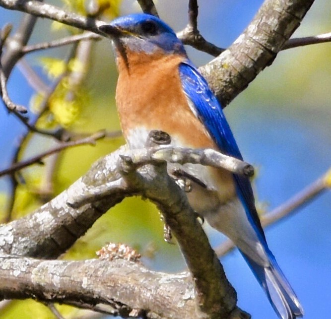 Eastern Bluebird - ML617292553