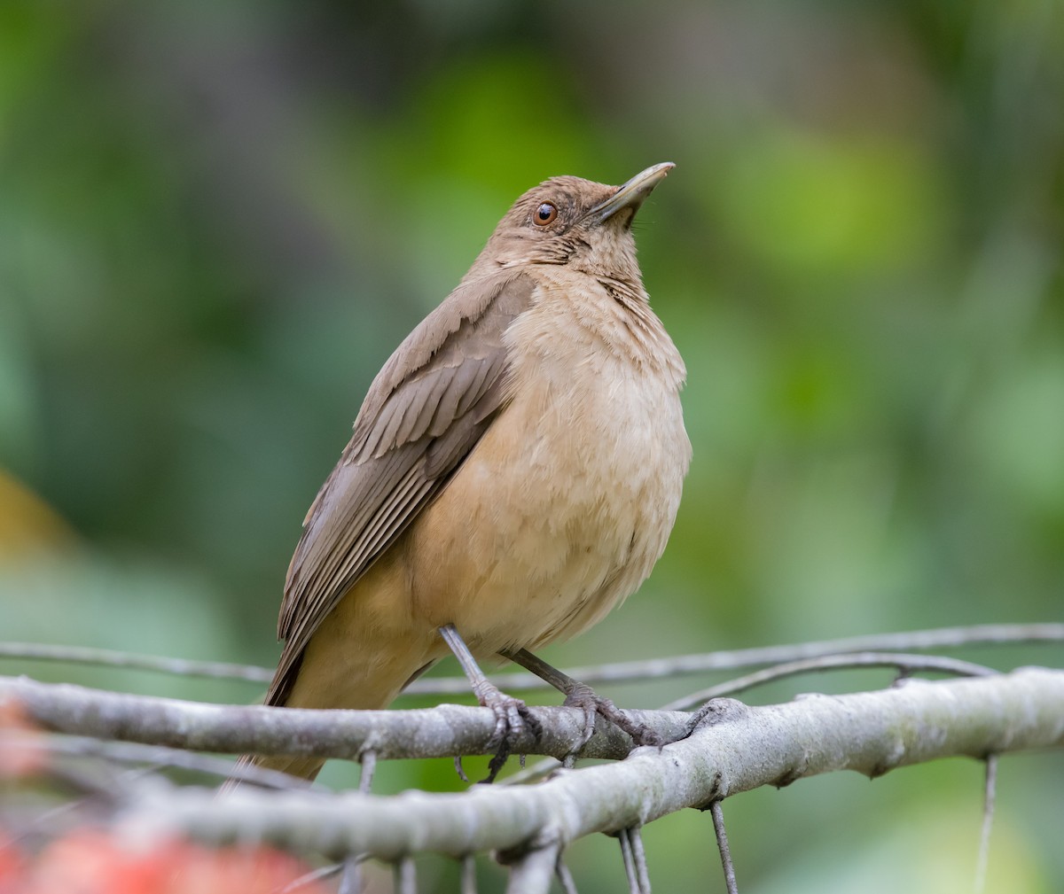 Clay-colored Thrush - ML617292566