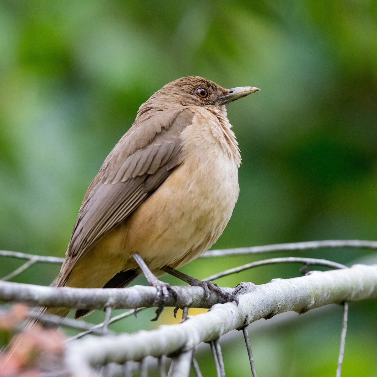 Clay-colored Thrush - ML617292567