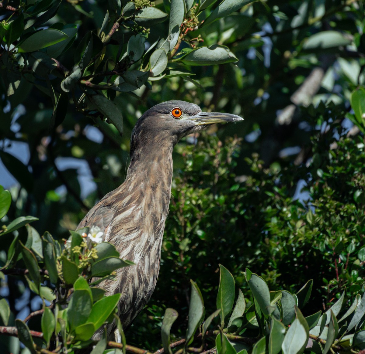 Black-crowned Night Heron - ML617292572