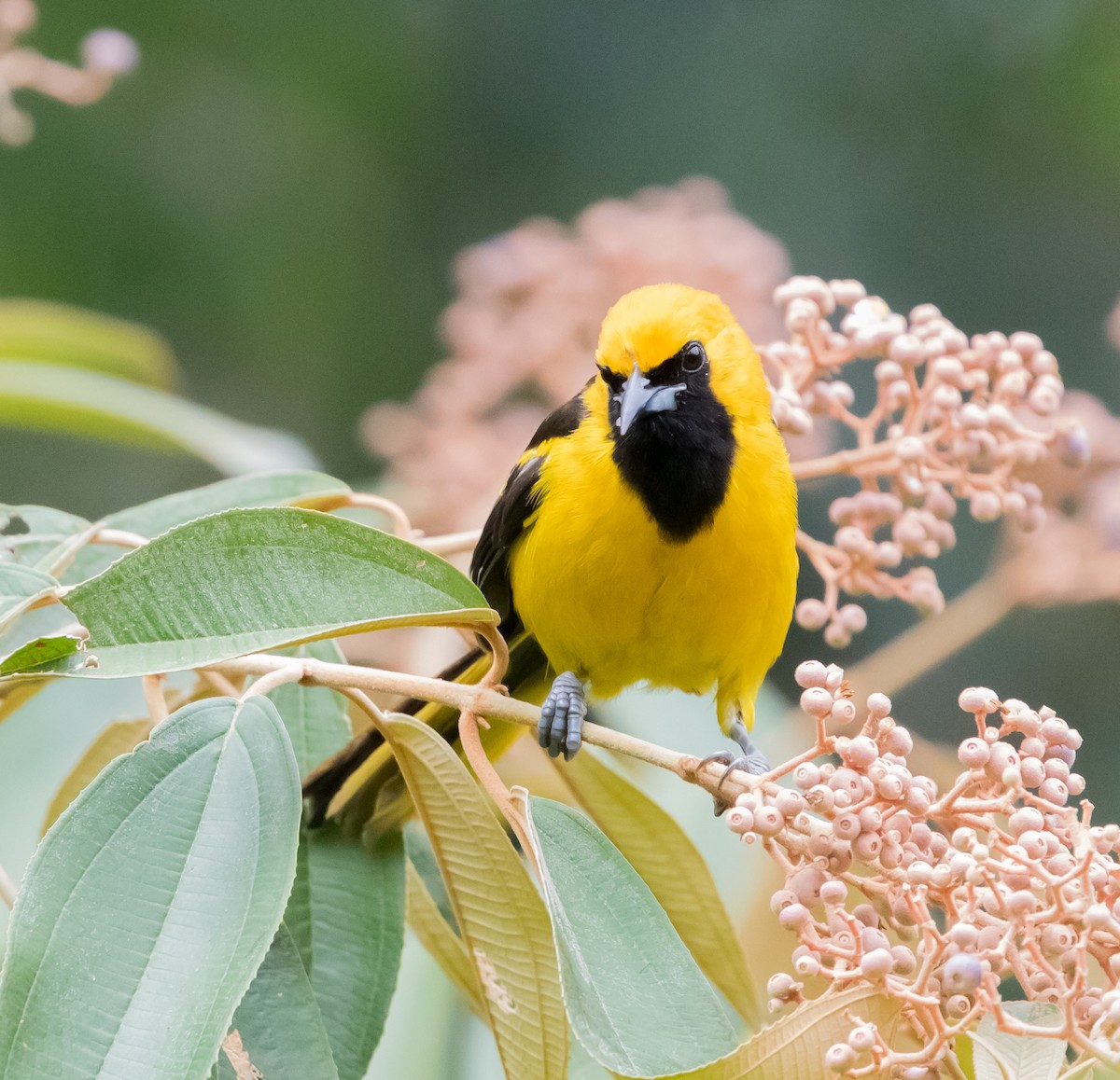 Oriole à queue jaune - ML617292584