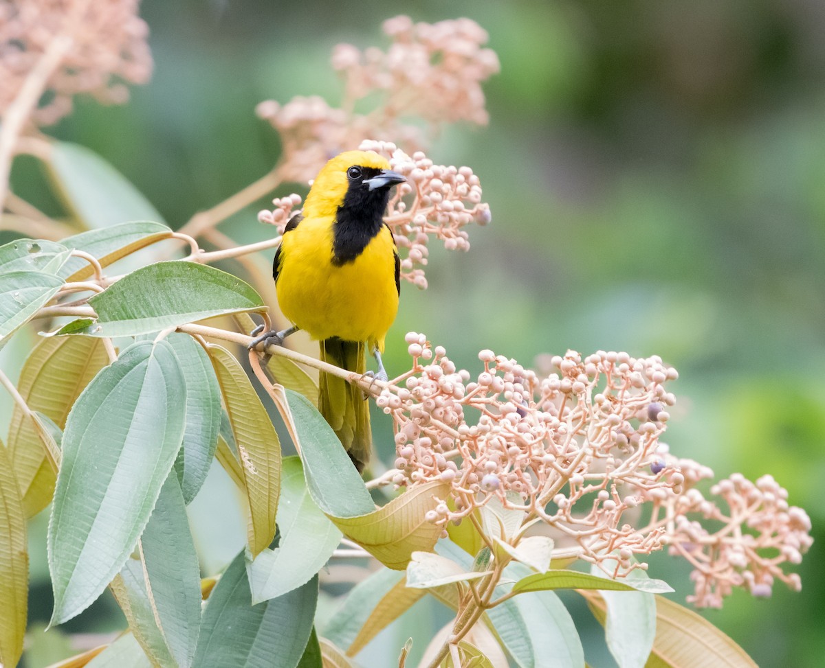Oriole à queue jaune - ML617292585