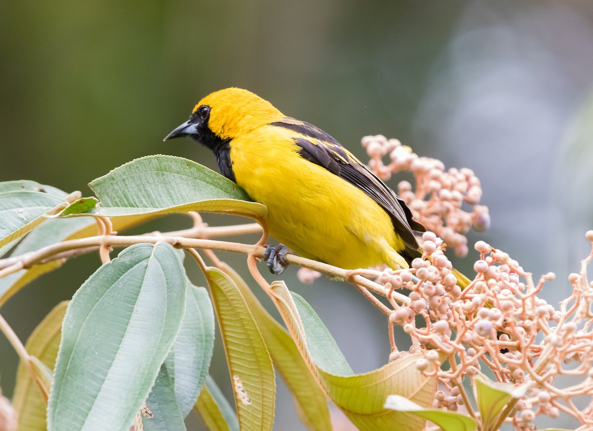 Oriole à queue jaune - ML617292586