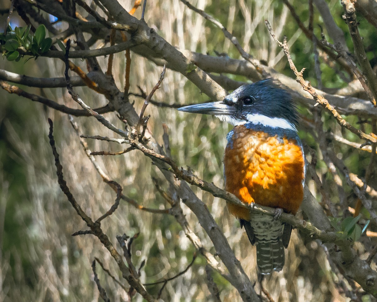 Ringed Kingfisher - Santiago Peirano