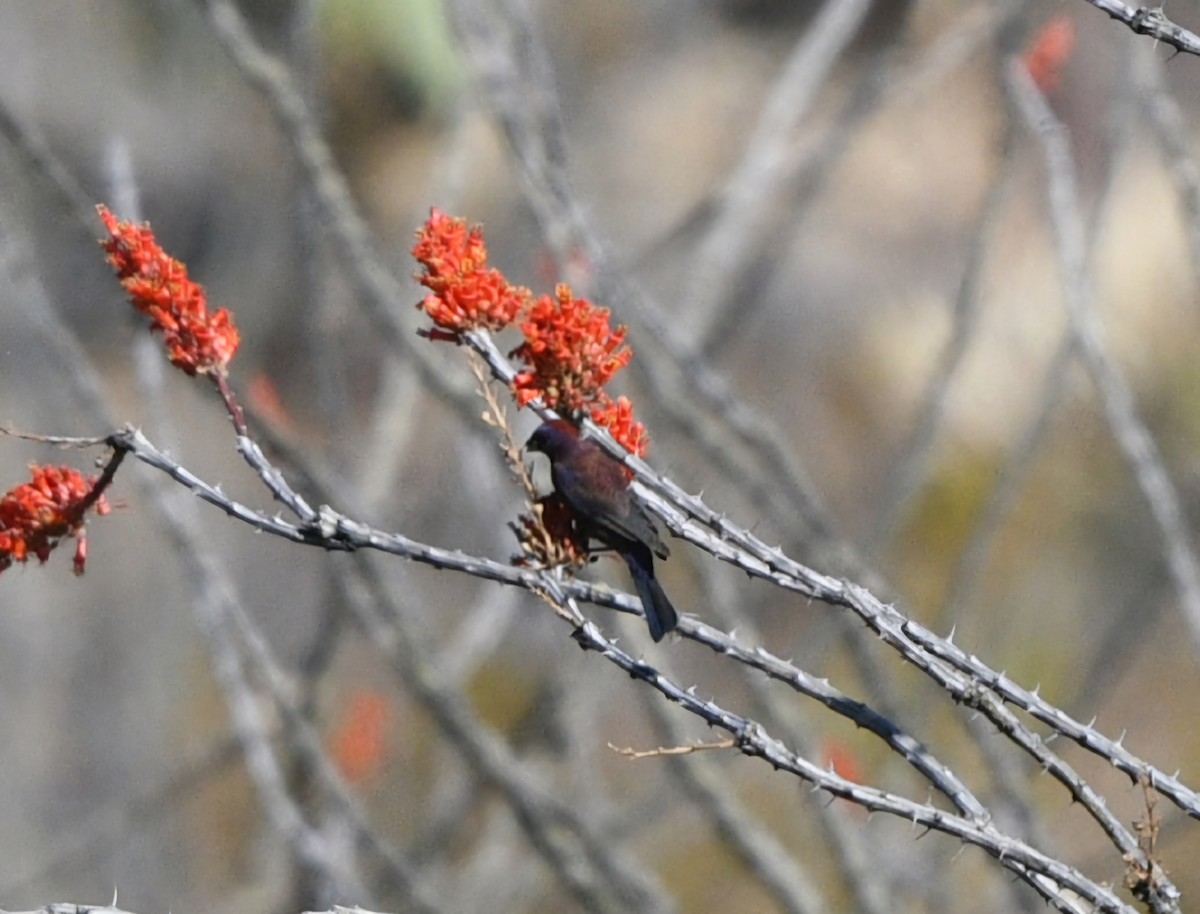 Varied Bunting - Elizabeth Hawkins