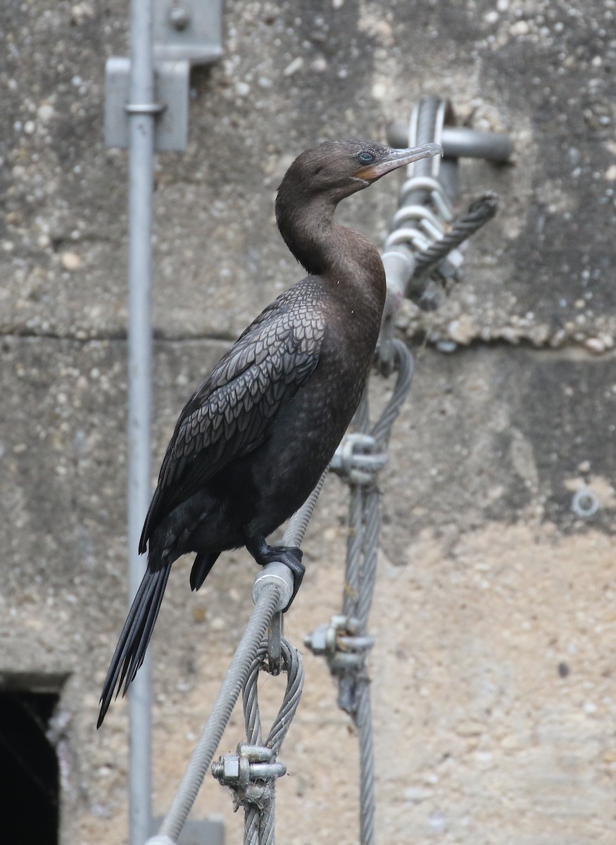 Neotropic Cormorant - ML617292598