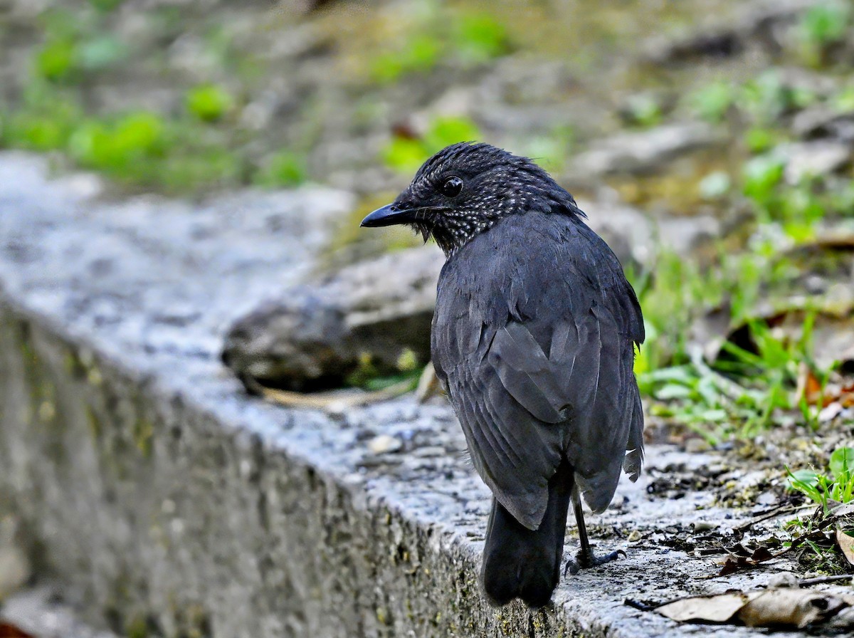 Bornean Whistling-Thrush - Amar-Singh HSS