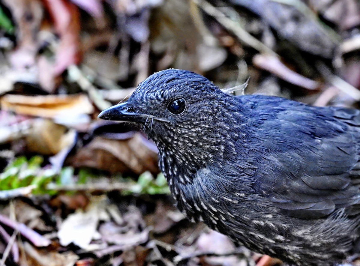 Bornean Whistling-Thrush - Amar-Singh HSS