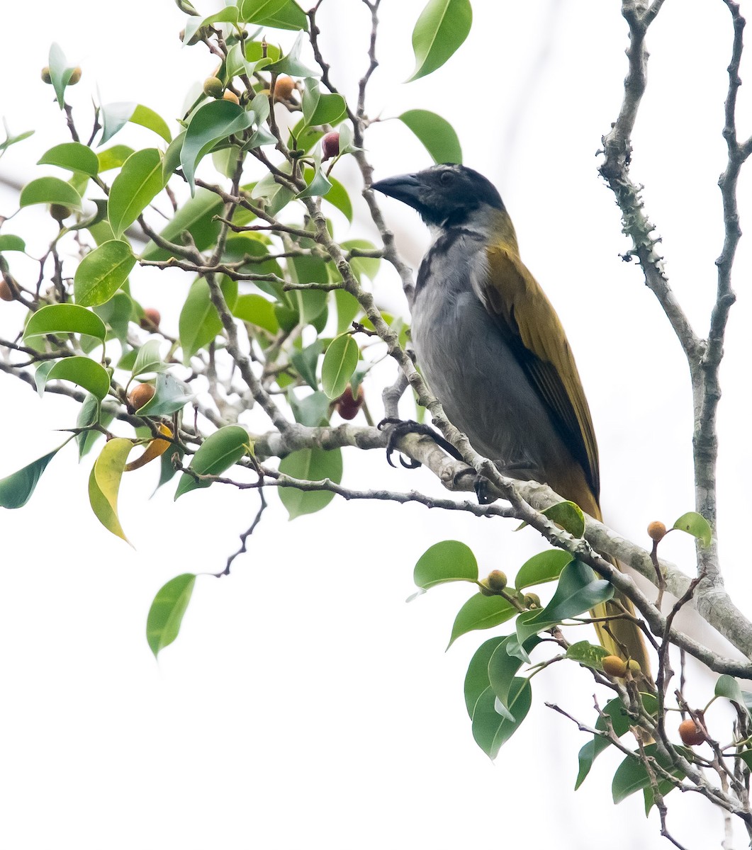 Saltator à tête noire - ML617292662