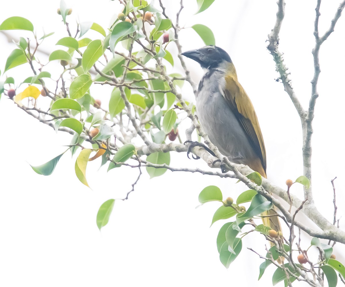 Saltator à tête noire - ML617292663
