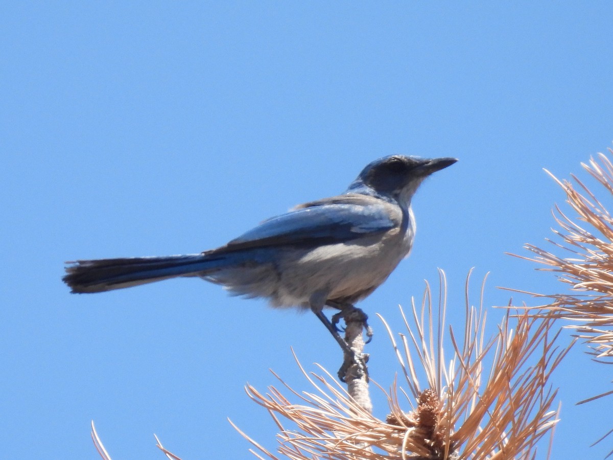 Woodhouse's Scrub-Jay - ML617292669