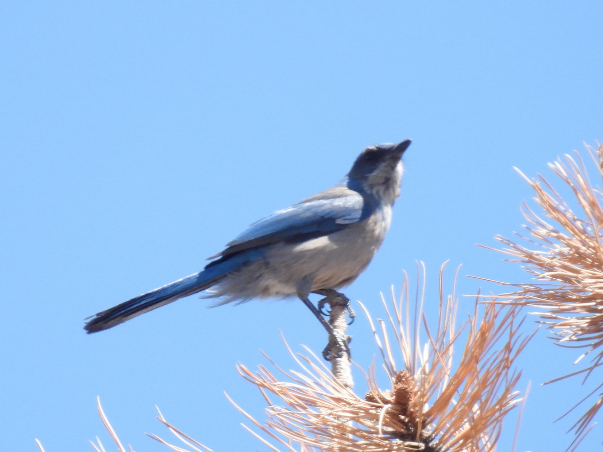 Woodhouse's Scrub-Jay - ML617292670