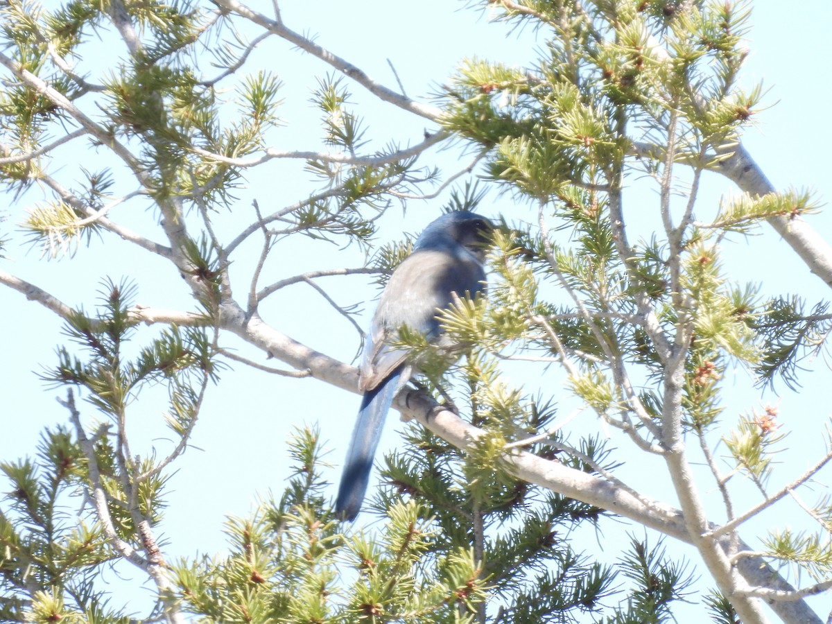 Woodhouse's Scrub-Jay - ML617292672