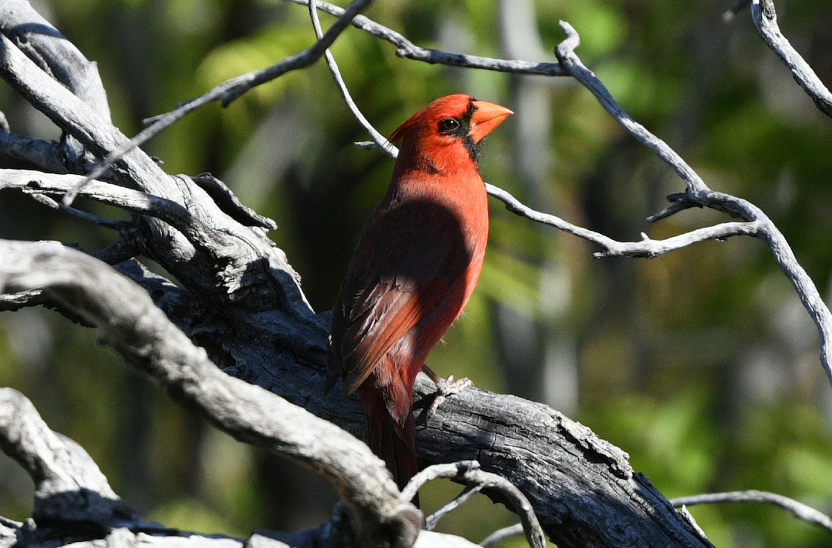 Northern Cardinal - Elizabeth Hawkins