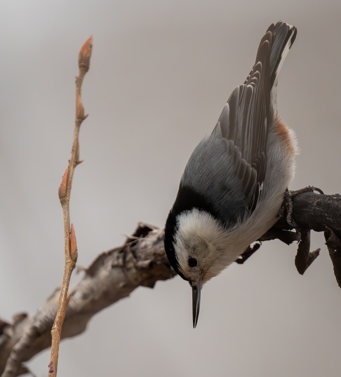 White-breasted Nuthatch - ML617292700