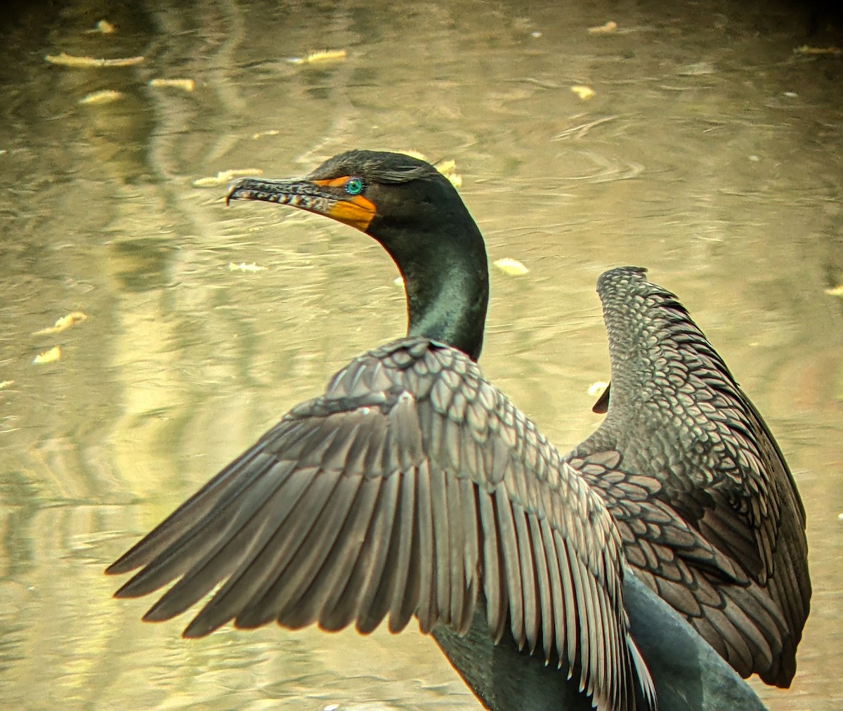 Double-crested Cormorant - ML617292735