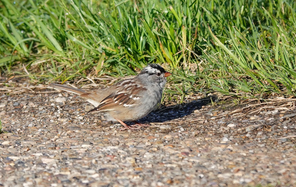 White-crowned Sparrow - ML617292736
