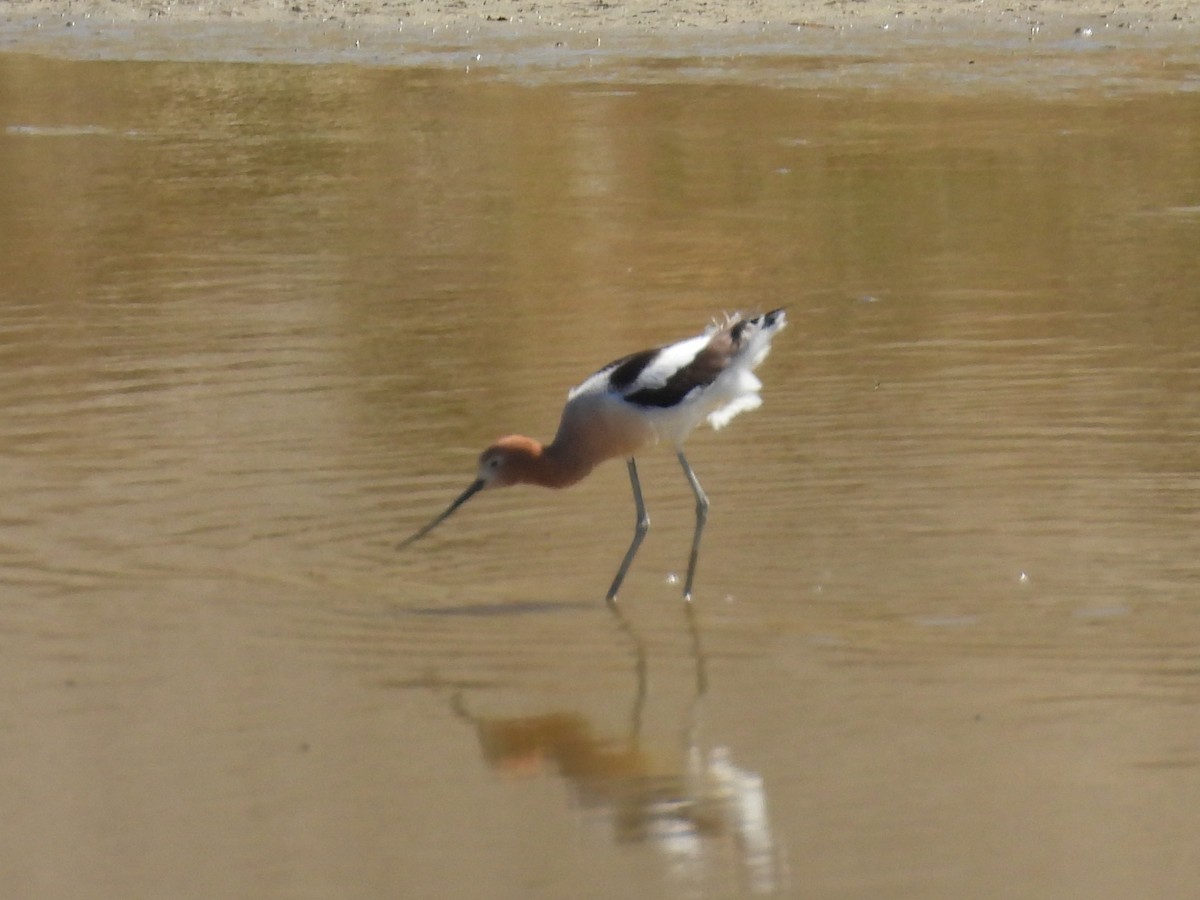 Avoceta Americana - ML617292767