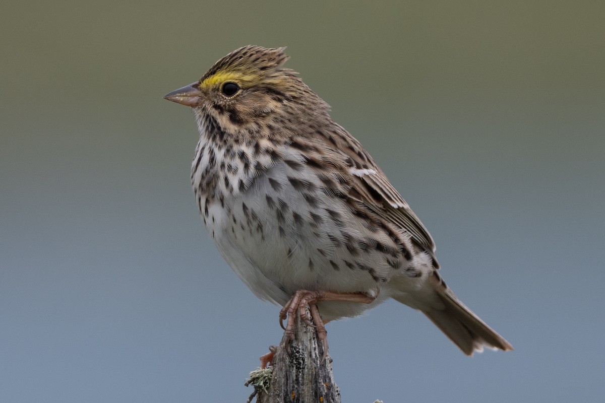 Savannah Sparrow - Tom Hambleton